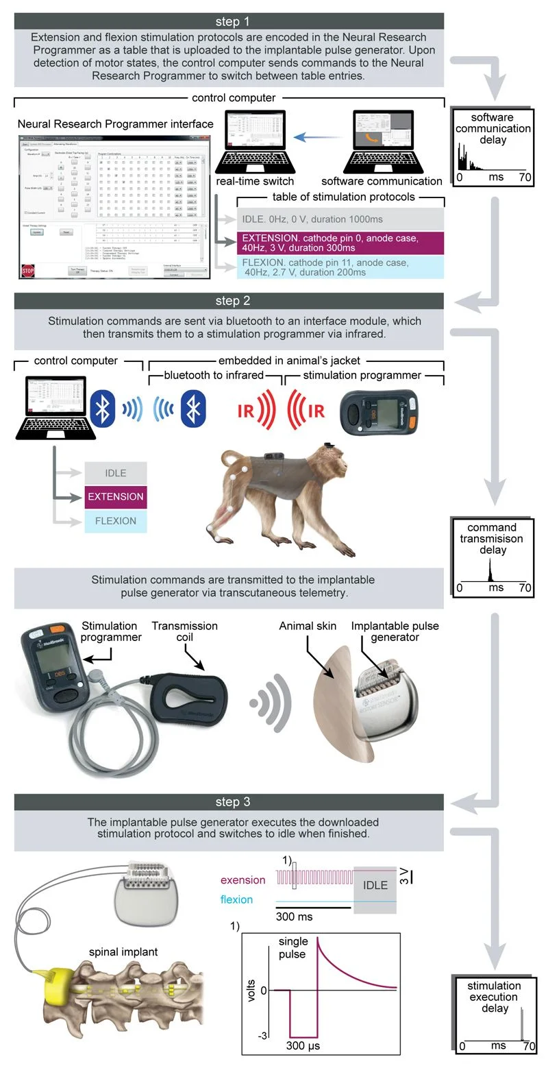 A brain-spine interface alleviating gait deficits after spinal cord injury in primates.