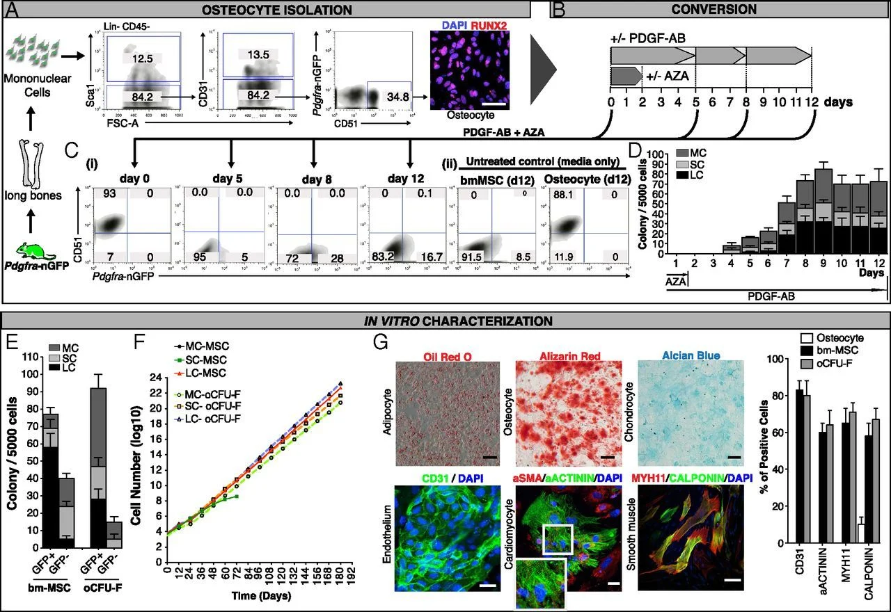 PDGF-AB and 5-Azacytidine induce conversion of somatic cells into tissue-regenerative multipotent stem cells