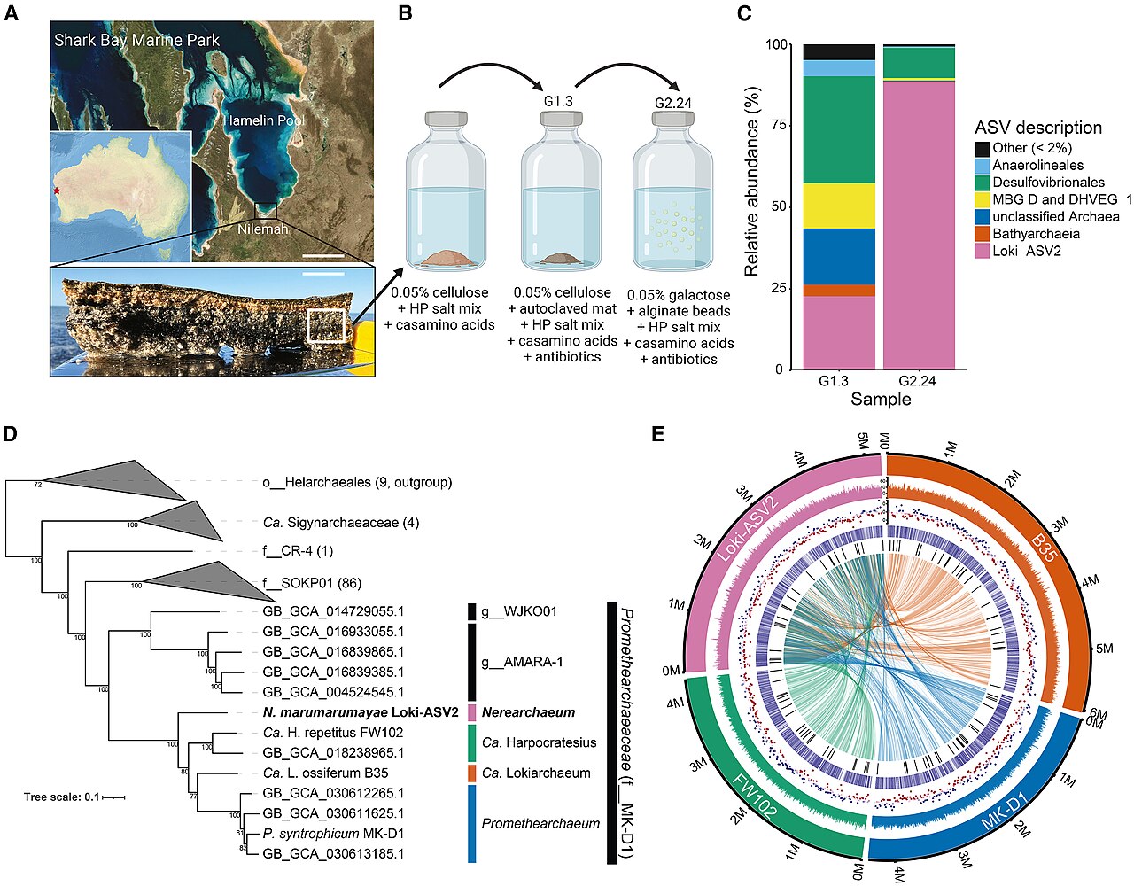 Asgard Archaea Nanotubes And The Origin Of Complex Life